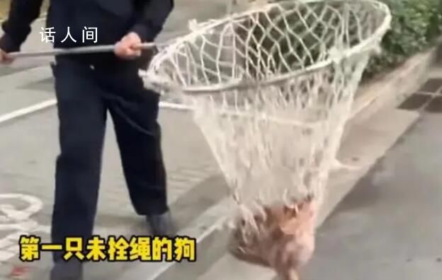 河南鄭州嚴查未拴繩犬只 執法人員:出了家門就屬于公共區域