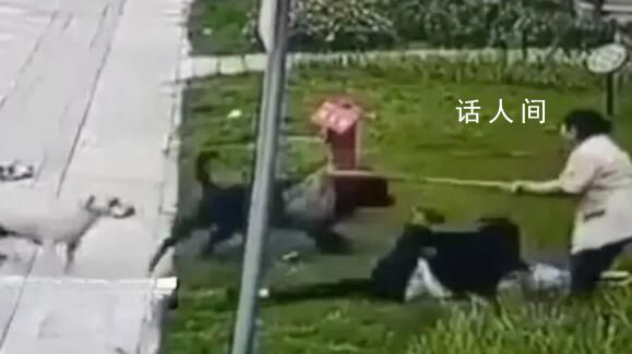 動保協(xié)會:羅威納不適合在城市飼養(yǎng)