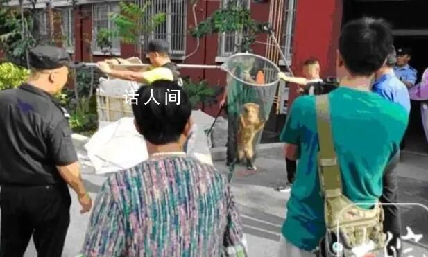 合肥:寵物狗出門(mén)不拴繩一律捕捉