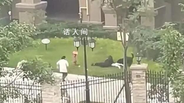 寵物協會人士:建議養犬前先考試