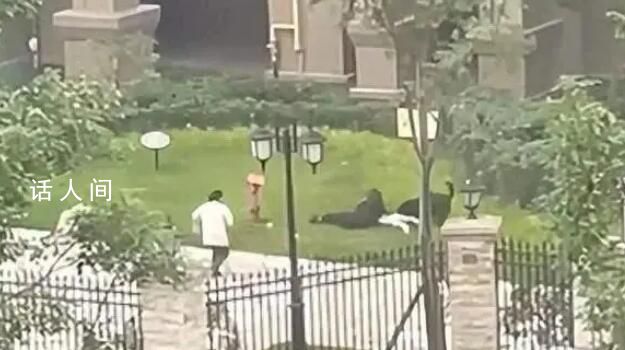 大狗撕咬女童 訓(xùn)犬師:或?yàn)閼?yīng)激反應(yīng)