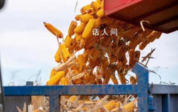 中儲糧集團辟謠停止收購玉米 為不實信息