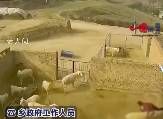 老人穿紅衣進(jìn)羊圈被羊頂撞身亡 涉事羊被家屬屠宰