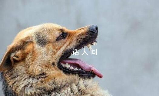 路遇惡犬怎么辦?專業訓犬師支招