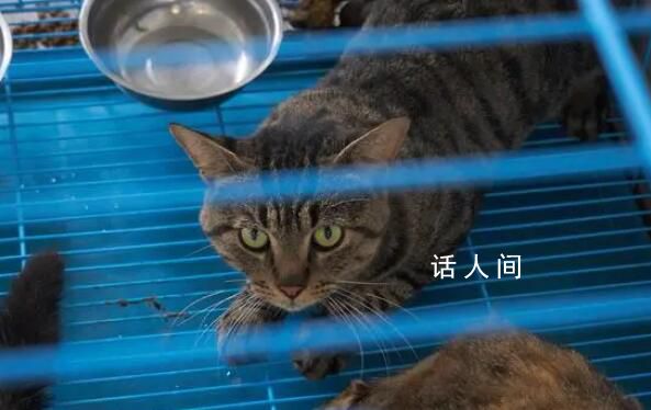 貓肉按每斤4塊5充當豬羊肉 太倉警方果斷截獲千余只貓