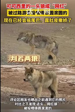 可可西里一頭狼被投喂變胖成網紅 隨意投喂可能好心辦壞事