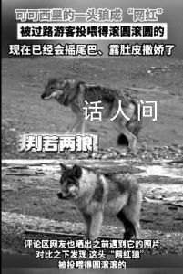 可可西里網紅狼帶了新狼來蹭吃 網友：不要試圖改變自然生態法則