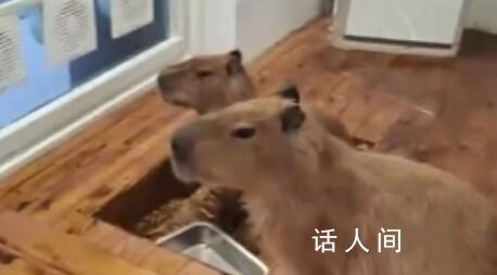 水豚咬水龍頭致貓咖店被淹損失5萬 打掃到心累