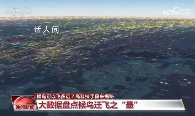 候鳥可以飛多遠?高科技手段揭秘