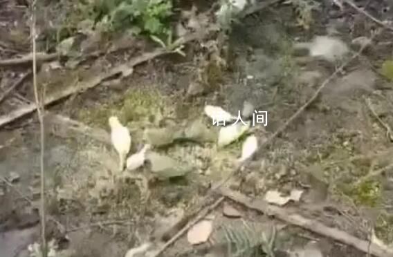 成都上千只寵物鸚鵡被人野外放生 農(nóng)林部門安排了相關(guān)人員進(jìn)行處理