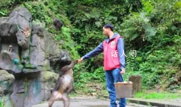 峨眉山招聘猴群管理員 網(wǎng)友：這15個(gè)猴官肩上的擔(dān)子不輕