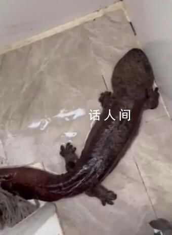 男子幫業主疏通管道掏出娃娃魚 網友：太離譜了