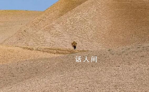 聯合國:阿富汗鴉片產量銳減95%