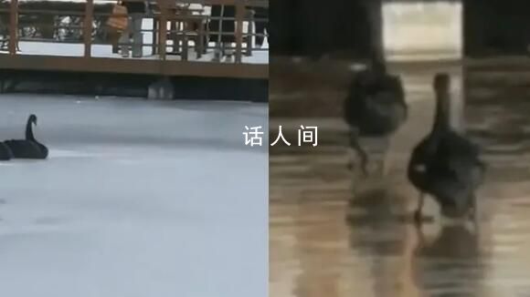 哈師大黑天鵝已被凍湖上兩天 有大爺劃船去救鵝但天鵝不太配合