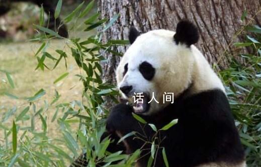 旅美大熊貓美香一家3口今日抵達成都  一起迎接奇跡到來