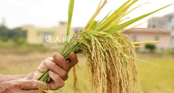 多地受災,秋糧為何還豐收?