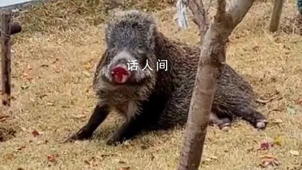 市民駕車與野豬相撞 被判全責(zé)