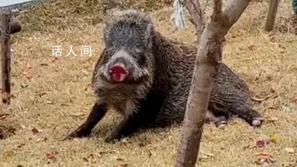 官方調查強砍3萬多棵國槐樹事件 目前丹鳳縣已成立調查組