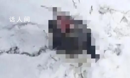 老虎出沒 村民喂狗發現只剩狗頭