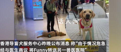 香港一導(dǎo)盲犬在商場(chǎng)內(nèi)暈倒去世 搶救無(wú)效于晚上離世