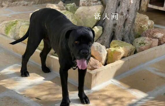 金星發(fā)文疑內(nèi)涵董明珠王自如 口含明珠進退自如