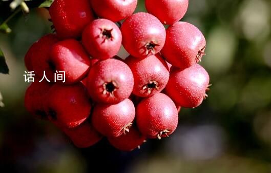 醫生提醒山楂板栗不能混著吃 板栗能和山楂同吃嗎