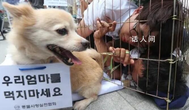 韓國從2027年開始禁食狗肉 打擊行動計劃將從2027年正式開始