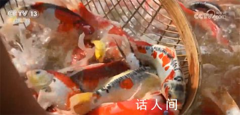 全國超六成錦鯉來自河南 從土里刨食到水里淘金