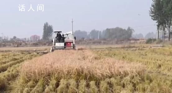 全國(guó)秋糧收購(gòu)已累計(jì)超6000萬(wàn)噸 目前各地秋糧收購(gòu)正在有序展開(kāi)