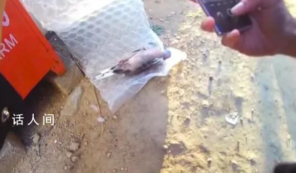 男子打死一只珠頸斑鳩被刑拘 涉嫌非法狩獵罪