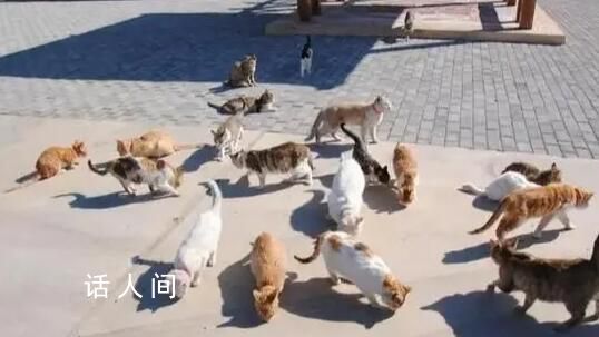 企業養40只貓守護糧倉 飼養貓咪已超20年