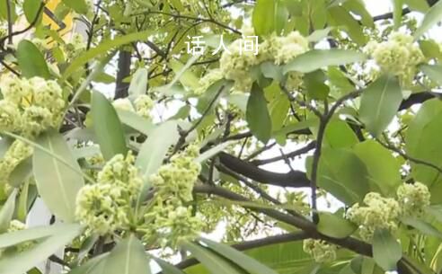 廣州街頭大批臭樹集中開花 一到晚上氣味濃烈刺鼻簡直沒法聞