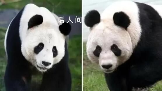 旅英大熊貓“陽光”“甜甜”將回國 英國民眾對大熊貓依依不舍