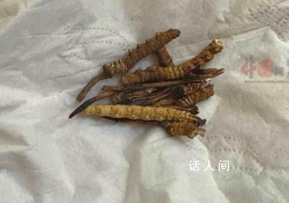 小貓偷吃20根蟲草主人含淚賠2千 有點郁悶但沒有責怪小貓