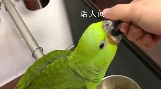 網(wǎng)友分享自家鸚鵡吃“斷頭飯” 讓網(wǎng)友們大呼心疼