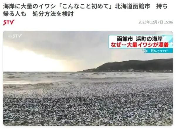 日本北海道海岸現大量沙丁魚尸體 目前原因不明