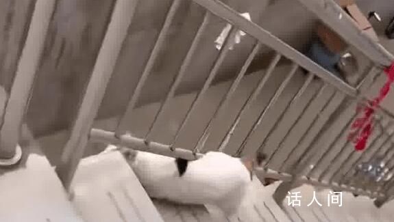 貓咪犟種附體欲跳對面房頂連摔3次 網友：對面有魚干?