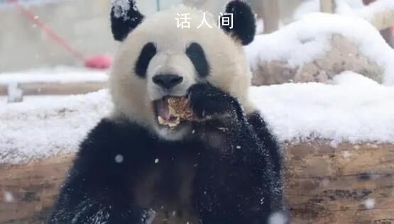 萌蘭滾了一身炸裂糖霜 下雪后的北京動物園大熊貓萌蘭盡情撒歡