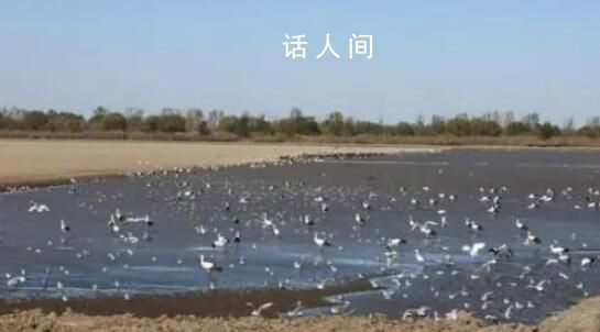 11只掉隊(duì)東方白鸛被專車護(hù)送放飛 以利于它們跟上遷徙鳥群