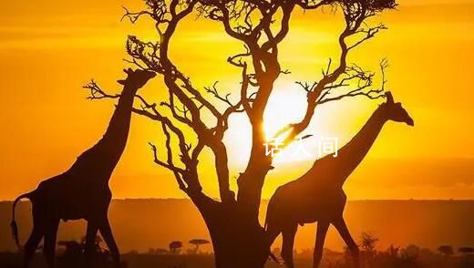 肯尼亞明年1月起對全球游客免簽 已開發一個數字平臺確保所有游客都能提前獲得電子授權