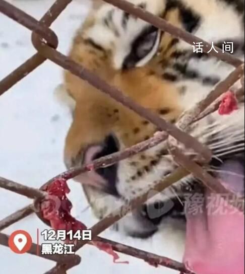 東北虎舔鐵舌頭被凍住 一臉委屈