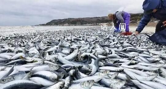 日本離奇死魚多到漁船寸步難行 日本：與福島核電站核污染水排海無關