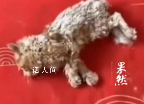 小貓雪天被凍僵女子用吹風機救活 目前已收養小貓