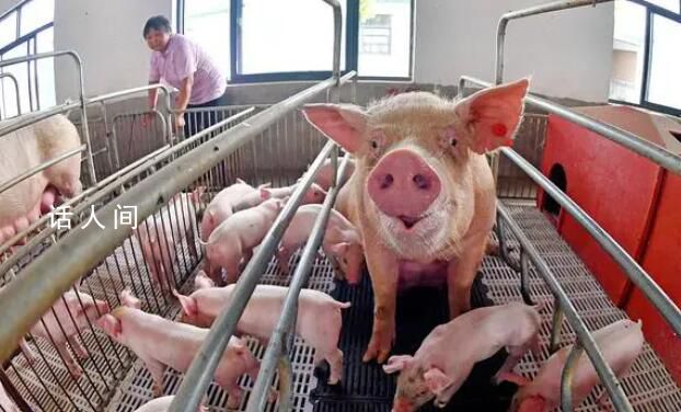 北方非洲豬瘟疫情發酵 病毒污染面不斷擴大