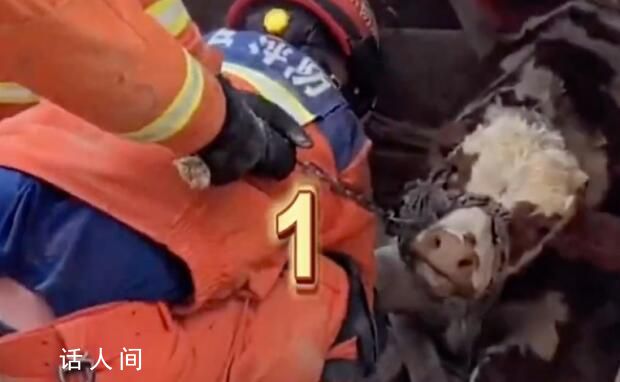 消防員從廢墟中把牛救出 消防員全力救援每一個生命都令人感動