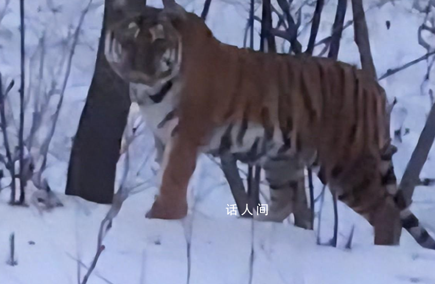 男子開車遇東北虎 雙方對峙10分鐘