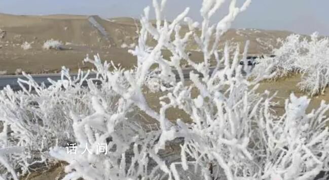 新疆沙漠現(xiàn)霧凇奇觀 博斯騰湖的水汽遇冷凝華