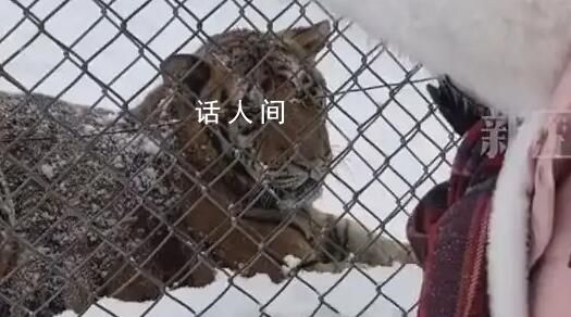 東北虎遇見南方小土豆秒變咪咪 東北虎：這位南方小土豆請叫我咪咪