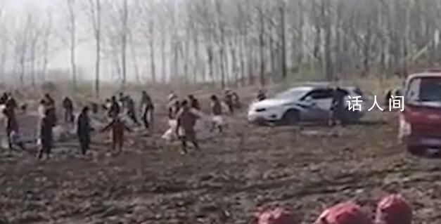 村民哄搶芋頭?謠言