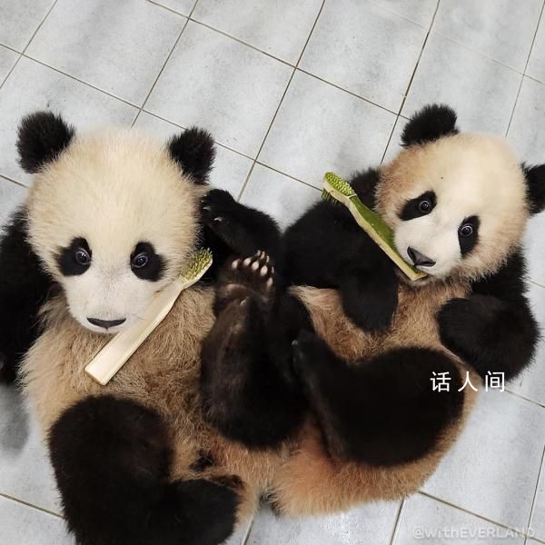 愛寶的雙胞胎寶寶公開亮相啦 如今體重均超過11公斤